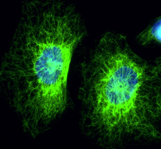 Immunofluorescent staining of HeLa cells using Aves Labs anti-Cytokeratin 8 (CK8) recombinant chicken monoclonal antibody (green). The stained cells were mounted with Antibodies Incorporated Fluoroshield with DAPI and DABCO mounting medium (Cat No. AR-6505). DAPI nuclear stain (blue) shows cell nuclei. Anti-CK8 specifically stains the cytoskeleton of HeLa cells. 