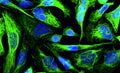 Immunofluorescent staining of HeLa cells using Aves Labs anti-Cytokeratin 8 (CK8) recombinant chicken monoclonal antibody (green). The stained cells were mounted with Antibodies Incorporated Fluoroshield with DAPI and DABCO mounting medium (Cat No. AR-6505). DAPI nuclear stain (blue) shows cell nuclei. Anti-CK8 specifically stains the cytoskeleton of HeLa cells. 