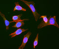 Immunofluorescent staining of HeLa cells using Aves Labs anti-Rab9 recombinant chicken monoclonal antibody (green). Actin filaments were stained using Phalloidin (red). The stained cells were mounted with Antibodies Incorporated Fluoroshield with DAPI and DABCO mounting medium (Cat No. AR-6505). DAPI nuclear stain (blue) shows cell nuclei. Anti-Rab9 specifically stains the late endosomes in HeLa cells. 