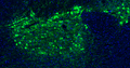 Representative section of formalin fixed, paraffin-embedded rat brain mid-brain region showing cells stained by anti-tyrosine hydroxylase (TH, clone LNC1) recombinant chicken monoclonal antibody (visualized in green, Cat No. 78-700). The stained sections were mounted with Antibodies Incorporated Fluoroshield with DAPI and DABCO mounting medium (Cat. AR-6505). DAPI nuclear stain (blue) shows cell nuclei. Anti-TH specifically stains the dopamine neurons in the mid-brain. Magnification 100X.