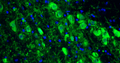 Representative section of formalin fixed, paraffin-embedded rat brain mid-brain region showing cells stained by anti-tyrosine hydroxylase (TH, clone LNC1) recombinant chicken monoclonal antibody (visualized in green, Cat No. 78-700). The stained sections were mounted with Antibodies Incorporated Fluoroshield with DAPI and DABCO mounting medium (Cat. AR-6505). DAPI nuclear stain (blue) shows cell nuclei. Anti-TH specifically stains the dopamine neurons in the mid-brain. Magnification 400X.