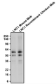 Western blotting of rat brain homogenate with Antibodies Incorporated anti-Tyrosine Hydroxylase mouse mAb (Cat. 77-700) and Aves Labs anti-Tyrosine Hydroxylase recombinant chicken mAb (Cat. 78-700) antibodies. The mouse mAb and chicken Mab were detected with anti-mouse-HRP and anti-chicken-HRP, respectively. Aves Labs Recombinant Chicken anti-TH mAb