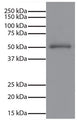 Human IgG was resolved by electrophoresis, transferred to PVDF membrane, and visualized using Mouse Anti-Human IgG Fc (Cat. 80-6101) followed by Goat Anti-Mouse IgG, Human ads-HRP secondary antibody and chemiluminescent detection.