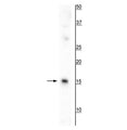 Western blot of mouse spleen lysate showing specific immunolabeling of the ~17 kDa AIF1/Iba1 protein.