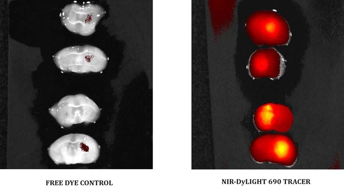 Figure 1. Brain abscesses were induced in mice following inoculation of live S. aureus. Mice received i.v. injections of DyLight® 690-VAD-FMK tracer or DyLight® 690 Dye Control (cat. 9113) 17 hours post-infection; brain tissue was imaged 1 hour later ex vivo using an IVIS® Spectrum™ (Caliper Life Sciences). Strong caspase activity was seen in brain abscesses using DyLight® 690-VAD-FMK tracer (right); minimal signal was detected in the DyLight® 690 Free Dye Control (left).