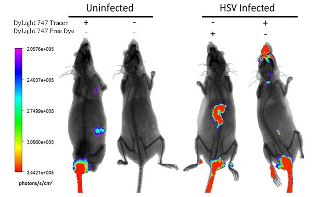 Figure 1. Balb/c mice were either inoculated with HSV-1 virus, or given a sham treatment. Seven days later, the mice were injected IV with either DyLight® 747-VAD-FMK (kit 9114), NIR-DyLight® 747 Free Dye (kit 9115), or no reagent. Strong caspase activity was seen in the brain of the HSV-1 infected / NIR-DyLight® 747 Tracer-treated mouse. The liver is the route of clearance for DyLight® Tracers. All mice show fluorescence signal in the tail where reagent is likely to pool after IV injection.