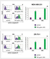 Figure 1. Flow cytometry analysis of active caspase-9 in MDA-MB-231 (A,B) and ZR-75-1 (C,D) cells. Cells were stained with FAM-FLICA® Caspase-9 reagent. From Figure 5 of R. Krętowski and M. Cechowska-Pasko, The Reduced Graphene Oxide (rGO) Induces Apoptosis, Autophagy and Cell Cycle Arrest in Breast Cancer Cells, Int J Mol Sci (2022) 23, 9285. Used under the Creative Commons Attribution License (https://creativecommons.org/licenses/by/4.0/). Copyright © 2022 by the authors.