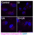 SI induces severe lysosomal membrane permeabilization (LMP) and activation of the CLEAR network. Representative images of the number of cells with Cathepsin B activity (Cat. 937, MagicRed, magenta), nuclei were counterstained with DAPI (blue). Scale bars, 25 μm. Image from publication CC-BY-4.0. PMID: 38890703