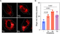 Host lysosomal proteolytic activity increases during T. gondii infection. (A and B) Quantification of Magic Red reveals that lysosomes are more proteolytically active in both Tz- and Bz-infected cells compared to uninfected cells (−). As control: uninfected and TG-treated cells (1 mM for 6 h). Image from publication, CC-BY-4.0, PMID: 38980070.