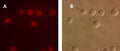 Figure 4. Intracellular cathepsin-B activity detected in Jurkat cells using our MR-(RR)2 cathepsin-B fluorogenic substrate. Intracellular localization of the hydrolyzed fluorescent Magic Red® product was detected using a Nikon Eclipse E800 photomicroscope fitted with 510–560 nm excitation and 570–620 nm emission/barrier filters at 500X (A). The corresponding DIC image is shown in (B). Data courtesy of Dr. Brian Lee, ICT, 061202.
