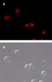 Figure 5. Intracellular cathepsin-B activity detected in THP-1 cells using our MR-(RR)2 cathepsin-B fluorogenic substrate. Intracellular localization of the hydrolyzed fluorescent Magic Red® product was detected using a Nikon Eclipse E800 photomicroscope fitted with 510–560 nm excitation and 570–620 nm emission/barrier filters at 400X (A). The corresponding DIC image is shown in (B). Data courtesy of Dr. Brian Lee, ICT, 061202.