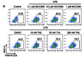 NLRP3lyz−/− BMDMs were recombined with mouse NLRP3 L351P mutant (L351P-BMDM). L351P-BMDMs were treated with indicated concentrations of MCC950 or THL followed by 100 ng/ml LPS for 3 h. CASP1 activation was determined by FAM-FLICA (Cat. 98) staining using flow cytometry. Image from publication, CC-BY-4.0. PMID: 39691768.