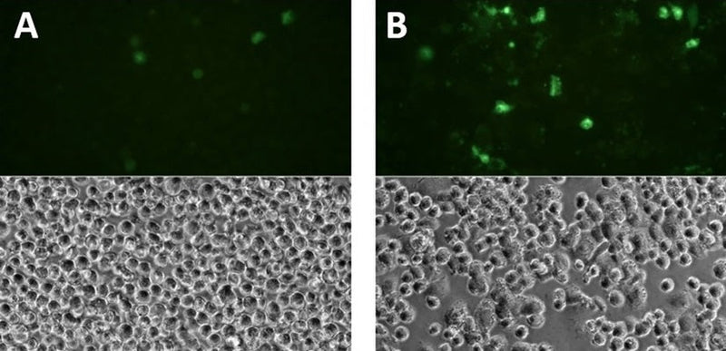 Figure 1. THP-1 cells were treated with either a negative control (A), or PMA (5 ng/mL) followed by LPS (10 ng/mL). Cells were then stained with FAM-YVAD-FMK (Cat. 97/98) and analyzed by phase contrast and fluorescence microscopy. In the treated sample, many cells appear bright green, indicating increased caspase-1 activity (B). In the non-induced sample, few green cells are visible, indicating a low level of caspase-1 activity (A). Data courtesy of Dr. Brian Lee, ICT (207:11).