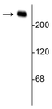 Western blot of rat hippocampal lysate showing specific immunolabeling of the ~240 kDa alpha II spectrin protein.