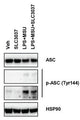 Western blot image of BMDM cells treated with LPS +MSU in the presence or absence of SLC3037. The cell extracts was subjected to immunoblot analysis using anti-ASC and anti-phospho ASC-tyr 144 (Cat. AP5631, 1:1000). Image from publication, CC-BY-4.0. PMID: 38371945.