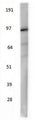 Western blot staining of endogenous beta-catenin in HEK-293T cells using chicken anti-beta catenin antibody BCAT.