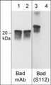 Western blot analysis of mouse J774A.1 macrophage stimulated with calyculin A (lanes 1-4) then dephosphorylated with lambda phosphatase (lanes 2 & 4). The blots were probed with mouse monoclonal anti-Bad (lanes 1 & 2), and rabbit polyclonal anti-Bad (Ser-112) (lanes 3 & 4).
