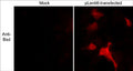 Immunocytochemical labeling of Blasticidin S Deaminase (Bsd) in 293 cells mock transfected (left) and transiently transfected with pLenti6/TR lentiviral vector (right). The cells were labeled with anti-Bsd (BP1231) and detected using appropriate secondary antibody conjugated to Texas Red. (Images provided by Charles Mashburn and Dr. George Smith at the University of Kentucky, Spinal Cord and Brain Injury Research Center).