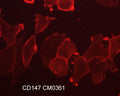 Immunocytochemical labeling of CD147 in paraformaldehyde fixed human NCI-H1915 lung carcinoma cells. The cells were labeled with mouse monoclonal anti-CD147 (CM0361). The antibody was detected using goat anti-mouse Ig:DyLight® 594.