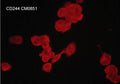 Immunocytochemical labeling of CD244 in aldehyde fixed and NP-40 permeabilized PMA-differentiated human THP-1 cells. The cells were labeled with mouse monoclonal anti-CD244/2B4/SLAMF4 (CM0851). The antibody was detected using goat anti-mouse DyLight® 594.