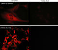 Immunocytochemical labeling of phosphorylated CRMP2 in mouse C2C12 cells. The cells were probed with CRMP2 (C-terminal region) and CRMP2 (Thr-555) rabbit polyclonal antibodies, then the antibodies were detected using appropriate secondary antibodies conjugated to Cy3. The antibodies were used in the absence (left) or presence (right) of their respective blocking peptide (CX2165 or CX2255).