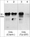 Western blot of human K562 cells stimulated with pervanadate (1 mM) for 30 min. (lanes 1-4). The blot was treated with alkaline phosphatase to dephosphorylate CrkL (lanes 2 & 4), then the blot was probed with rabbit polyclonals CrkL (C-terminus) CP3081 (lanes 1 & 2) and CrkL (Tyr-207) phospho-specific CP4671 (lanes 3 & 4).