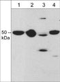 Western blot analysis of draxin expression in rat PC12 cells (lane 1), rat P1 brain (lane 2), adult mouse brain (lane 3), and chick E9 brain (lane 4). The blot was probed with rabbit polyclonal anti-Draxin (C-terminal region) at 1:1000.
