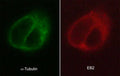 Immunocytochemical labeling of EB2 in paraformaldehyde-fixed and NP40-permeabilized A431 cells. The cells were dual labeled with mouse monoclonal anti-α-Tubulin (TM4111) (left) and rat monoclonal anti-EB2 (EM5081) (right). The antibodies were detected using either goat anti-mouse:DyLight® 488 (MS3011) or goat anti-Rat:DyLight® 594 (RS3111).