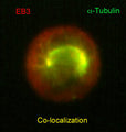 Immunocytochemical labeling of EB3 in paraformaldehyde-fixed and NP40-permeabilized A431 cells. The cells were dual labeled with mouse monoclonal anti-α-Tubulin (TM4111) (green) and rat monoclonal anti-EB3 (EM5091) (red). The antibodies were detected using either goat anti-mouse:DyLight® 488 (MS3011) or goat anti-Rat:DyLight® 594 (RS3111).