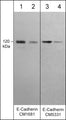 Western blot image of human A431 cells (lanes 1-4). The blots were probed with mouse monoclonals anti-E-Cadherin (Cytoplasmic) at 1:1000 (lane 1) and 1:4000 (lane 2) and anti-E-Cadherin (C-terminal fragment) at 1:250 (lane 3) and 1:1000 (lane 4).
