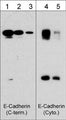 Western blot image of human A431 cells that were probed with rabbit polyclonal anti-E-Cadherin (a.a. 774-786) at 1:250 (lane 1), 1:1000 (lane 2), and 1:4000 (lane 3) or mouse monoclonal anti-E-cadherin (Cytoplasmic) at 1:250 (lane 4) and 1:1000 (lane 5).