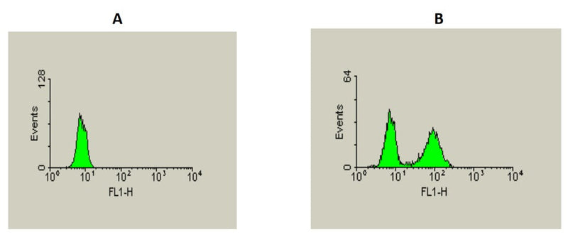 Figure 1. Jurkat Cells were stimulated with staurosporine (B) or DMSO (A) for 2 hours. The cells were washed and fixed for 15 minutes. The cells were then permeabilized with saponin and stained with anti-active caspase 3 antibody for 1 hour. The samples were then stained with FITC labeled Goat anti-Rabbit antibody.