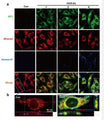 Figure 4. (a) Representative confocal images show temporal changes of ONOO−-dependent NP3 fluorescence (green; λex 405 nm, λem 420−480 nm) and MitoRed (red; λex 543 nm, λem 560−615 nm), as well as the apoptosis maker annexin V (blue; λex 488 nm, λem 505−550 nm), following OGD treatment. (b) Orthogonal projections onto the x−z (upper) and y−z (right) planes are shown to confirm the colocalization of NP3 and MitoRed throughout endothelial cells as shown in panel a. after ischemia injury.
