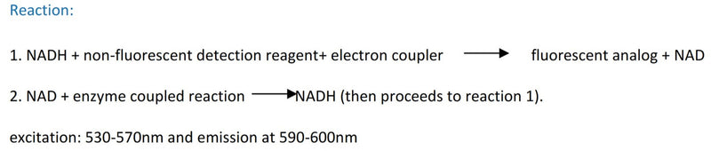 Figure 1. Assay principle. The kit uses a non-fluorescent detection reagent, which is reduced by NADH to produce its fluorescent analog and NAD. NAD is further converted to NADH via an enzyme coupled reaction (which does not react with NADP/NADPH).