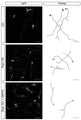 Representative images and corresponding tracings of immunofluorescence staining in control, Nrg1-deficient (Nrg1 KO), and Nrg1 KO neurons expressing GAP43 (Cat. GAP43, 1:200)(Nrg1 KO+GAP43) at DIV4. Image from publication CC-BY-4.0. PMID: 38918041