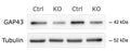 Western blot (WB) analysis of GAP43 (Cat. GAP43, 1:5000) protein levels in control (Nrg1flox/flox) and Nrg1-deficient (Nes-Cre; Nrg1flox/flox) neurons at DIV4. Tubulin levels are shown as a loading