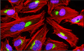 Immunofluorescent staining of HeLa cells using 1 µg/mL Aves Labs chicken anti-GM130 (GOLGA2) (Cat. GOLGA2-0100) antibody (green). Actin filaments were stained using Phalloidin (red). DAPI nuclear stain (blue) shows cell nuclei. The cells were mounted with Antibodies Incorporated Fluoroshield with DAPI mountingCat. AR-6501). Anti-GM130 specifically stains the Golgi apparatus in HeLa cells. 