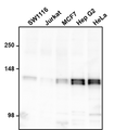 Western blotting of various cell lysates with Aves Labs chicken anti-GM130 (GOLGA2) antibody (0.5 µg/ml) and detected with anti-chicken HRP. Aves Labs Chicken anti-GM130 recognizes endogenous GM130 in all the cell lysates at ~130 kDa.
