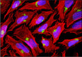 Immunofluorescent staining of HeLa cells using 2 µg/mL Aves Labs chicken anti-Giantin (GOLGB1) (Cat. GOLGB1-0100) antibody (green). Actin filaments were stained using Phalloidin (red). DAPI nuclear stain (blue) shows cell nuclei. The cells were mounted with Antibodies Incorporated Fluoroshield with DAPI andCat. AR-6505). Anti-Giantin specifically stains the Golgi apparatus in HeLa cells. 