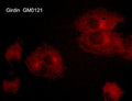 Immunocytochemical labeling of Girdin in aldehyde fixed and NP-40 permeabilized human NCI-H1915 lung carcinoma cells. The cells
were labeled with mouse monoclonal anti-Girdin (GM0121). The antibody was detected using goat anti-mouse DyLight® 594.