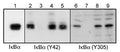 Western blot analysis of A431 cells treated with pervanadate (1 mM) for 30 min. Blots were probed with anti-IκBα (lane 1), anti-IκBα (Tyr-42) (IP1031; lanes 2-5), or anti-IκBα (Tyr-305) (IP1041; lanes 6-9). In some lanes, the antibodies were used in the absence (lane 2 & 6) or presence of IκBα (Tyr-42) (lane 3 & 8) or IκBα (Tyr-305) (lane 4 & 7) blocking peptides, or BSA conjugated to phospho-tyrosine (lane 5 & 9).