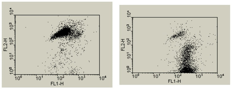 Figure 1. Jurkat cells were treated with DMSO (Left) or staurosporine (Right), labeled with dye reagent for 15 minutes, washed, and then analyzed on a FACSCalibur (Becton Dickinson) flow cytometer. A dot plot of red fluorescence (FL2) versus green fluorescence (FL1) resolved live cells with intact mitochondrial membrane potential (Left) from apoptotic and dead cells with lost mitochondrial membrane potential(Right ). Fewer staurosporine-treated cells have strong red fluorescence (FL2) (Right)