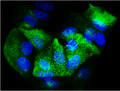 Immunofluorescent staining of MCF7 cells 5 ug/mL mouse monoclonal anti-Epithelial Membrane Antigen (EMA) antibody (MM-1001) (green). The cells were mounted with Antibodies Incorporated Fluoroshield with DAPI mounting medium (Cat. AR-6501). DAPI nuclear stain (blue) shows cell nuclei. Anti-EMA stains the membrane of MCF7 cells.