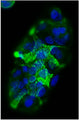 Immunofluorescent staining of SW1116 cells using 5 ug/mL mouse monoclonal anti-Sialyl Le (a) (19-9) antibody (MM-1003) (green). The cells were mounted with Antibodies Incorporated Fluoroshield with DAPI mounting medium (Cat. AR-6501). DAPI nuclear stain (blue) shows cell nuclei. Anti-Sialyl-Le stains the membrane of SW1116 cells.