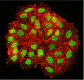 Immunofluorescent staining of MCF7 cells using 1 µg/mL chicken anti-HB9 (MNX1) antibody (green). Actin filaments were stained using Phalloidin (red). The cells were mounted with ICT's Fluoroshield mounting medium (Cat. AR-6500). Anti-HB9/MNX1 specifically stains the nucleus of MCF7 cells.