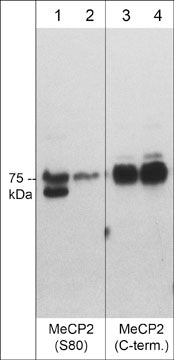 Western blot of adult mouse brain tissue lysate. The blot lanes were untreated (lanes 1 & 3) or treated with lambda phosphatase (lanes 2 & 4) then probed with rabbit polyclonals anti-MeCP2 (Ser-80) (lanes 1 & 2) or anti-MeCP2 (C-terminus) (lanes 3 & 4).