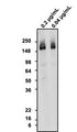 Western blotting of rat brain homogenate with chicken anti-NCAM1 antibody and detected with goat anti-chicken HRP. Chicken anti-NCAM1 recognizes endogenous NCAM1 in rat brain homogenate at ~180 kDa.