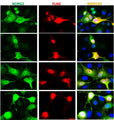 COS-7 cells expressing NDRG2-FLAG were subjected to immunofluorescent staining using Aves Labs chicken anti-NDRG2 antibody (visualized in green) and rabbit anti-FLAG antibody (visualized in red). The DAPI nuclear stain (blue) shows the nuclei of both transfected and untransfected cells. The staining revealed a complete overlap between the signal from the chicken anti-NDRG2 antibody and the anti-FLAG antibody specifically in transfected cells.