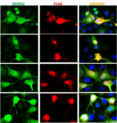 COS-7 cells expressing NDRG2-FLAG were subjected to immunofluorescent staining using Aves Labs chicken anti-NDRG2 antibody (visualized in green) and rabbit anti-FLAG antibody (visualized in red). The DAPI nuclear stain (blue) shows the nuclei of both transfected and untransfected cells. The staining revealed a complete overlap between the signal from the chicken anti-NDRG2 antibody and the anti-FLAG antibody specifically in transfected cells.