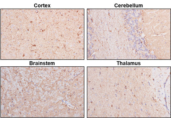 Representative sections of formalin fixed, paraffin-embedded rat brain showing staining of NDRG2. The sections were stained with Aves Labs anti-NDRG2 antibody at 1:1000 dilution and detected with anti-chicken HRP.